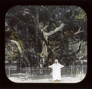 Égypte - Arbre Banyan, Place Esbekiyeh, Le Caire - American Photographer